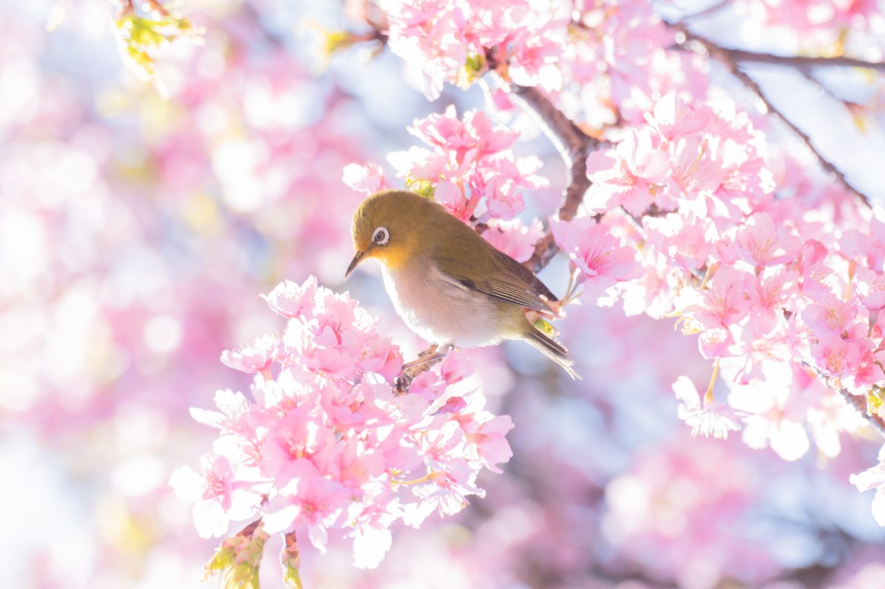 【初心者でも分かるカメラの基礎知識11】桜撮影のコツ